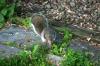 <img100*0:stuff/z/169023/Squirrel.2/i1277160854_6.jpg>