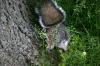 <img100*0:stuff/z/169023/Squirrel.2/i1277160854_7.jpg>