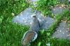 <img100*0:stuff/z/169023/Squirrel.2/i1277160854_8.jpg>