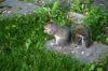 <img100*0:stuff/z/169023/Squirrel.2/i1277160854_9.jpg>