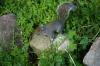<img100*0:stuff/z/169023/Squirrel.2/i1277160855_17.jpg>