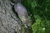 <img100*0:stuff/z/169023/Squirrel.2/i1277160855_18.jpg>