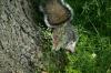 <img100*0:stuff/z/169023/Squirrel.2/i1277160855_19.jpg>