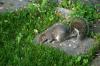 <img100*0:stuff/z/169023/Squirrel.2/i1277160855_20.jpg>