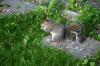 <img100*0:stuff/z/169023/Squirrel.2/i1277160855_21.jpg>