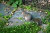 <img100*0:stuff/z/169023/Squirrel.2/i1277160855_22.jpg>