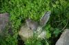 <img100*0:stuff/z/169023/Squirrel.2/i1277160855_23.jpg>