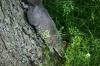 <img100*0:stuff/z/169023/Squirrel.2/i1277160855_24.jpg>