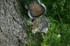 <img100*0:stuff/z/169023/Squirrel.2/i1277160855_25.jpg>