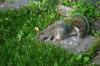 <img100*0:stuff/z/169023/Squirrel.2/i1277160855_26.jpg>