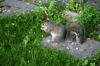 <img100*0:stuff/z/169023/Squirrel.2/i1277160856_27.jpg>