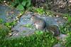 <img100*0:stuff/z/169023/Squirrel.2/i1277160856_28.jpg>