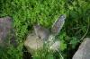 <img100*0:stuff/z/169023/Squirrel.2/i1277160856_29.jpg>