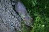 <img100*0:stuff/z/169023/Squirrel.2/i1277160856_30.jpg>