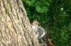 <img100*0:stuff/z/169023/Squirrel.2/i1277160856_31.jpg>