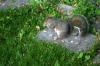 <img100*0:stuff/z/169023/Squirrel.2/i1277160856_32.jpg>
