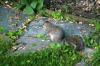 <img100*0:stuff/z/169023/Squirrel.2/i1277160856_34.jpg>