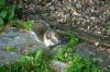 <img100*0:stuff/z/169023/Squirrel.2/i1277160856_35.jpg>