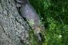 <img100*0:stuff/z/169023/Squirrel.2/i1277160856_36.jpg>
