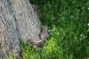 <img100*0:stuff/z/169023/Squirrel.2/i1277160856_37.jpg>
