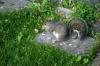 <img100*0:stuff/z/169023/Squirrel.2/i1277160857_38.jpg>