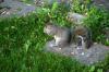 <img100*0:stuff/z/169023/Squirrel.2/i1277160857_39.jpg>