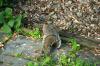 <img100*0:stuff/z/169023/Squirrel.2/i1277160857_40.jpg>