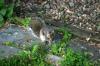 <img100*0:stuff/z/169023/Squirrel.2/i1277160857_41.jpg>