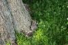 <img100*0:stuff/z/169023/Squirrel.3/i1277161565_1.jpg>