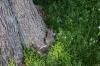 <img100*0:stuff/z/169023/Squirrel.3/i1277161565_2.jpg>