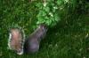 <img100*0:stuff/z/169023/Squirrel.3/i1277161565_3.jpg>