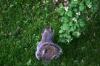 <img100*0:stuff/z/169023/Squirrel.3/i1277161565_4.jpg>
