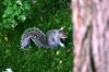 <img100*0:stuff/z/169023/Squirrel.3/i1277161565_5.jpg>