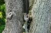 <img100*0:stuff/z/169023/Squirrel.3/i1277161565_6.jpg>