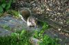 <img100*0:stuff/z/169023/Squirrel.3/i1277161565_7.jpg>