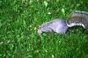 <img100*0:stuff/z/169023/Squirrel.3/i1277161566_10.jpg>