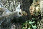 <img:stuff/z/169023/Squirrel.3/i1277161566_11.jpg?y=100>