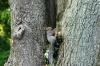 <img100*0:stuff/z/169023/Squirrel.3/i1277161566_12.jpg>