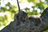 <img100*0:stuff/z/169023/Squirrel.3/i1277161566_13.jpg>