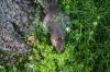 <img100*0:stuff/z/169023/Squirrel.3/i1277161566_14.jpg>