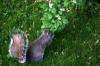 <img100*0:stuff/z/169023/Squirrel.3/i1277161566_15.jpg>