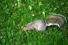 <img100*0:stuff/z/169023/Squirrel.3/i1277161566_16.jpg>