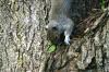<img100*0:stuff/z/169023/Squirrel.3/i1277161566_17.jpg>