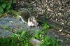<img100*0:stuff/z/169023/Squirrel.3/i1277161566_18.jpg>