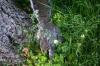 <img100*0:stuff/z/169023/Squirrel.3/i1277161566_8.jpg>