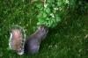 <img100*0:stuff/z/169023/Squirrel.3/i1277161566_9.jpg>