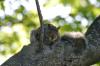 <img100*0:stuff/z/169023/Squirrel.3/i1277161567_19.jpg>