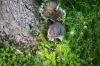 <img100*0:stuff/z/169023/Squirrel.3/i1277161567_20.jpg>