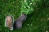 <img100*0:stuff/z/169023/Squirrel.3/i1277161567_21.jpg>