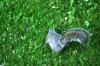 <img100*0:stuff/z/169023/Squirrel.3/i1277161567_22.jpg>